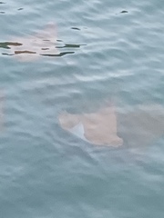 Rhinoptera steindachneri