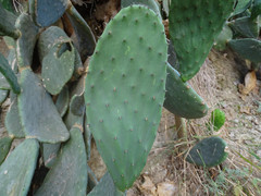 Opuntia ficus-indica