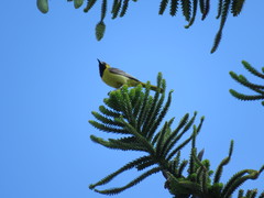 Icterus cucullatus