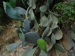 Opuntia ficus-indica