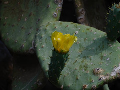 Opuntia ficus-indica