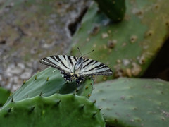 Iphiclides podalirius