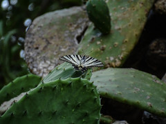 Iphiclides podalirius
