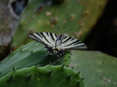 Iphiclides podalirius
