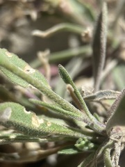 Boechera pendulocarpa