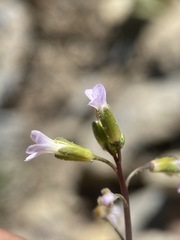 Boechera pendulocarpa