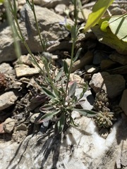 Boechera pendulocarpa