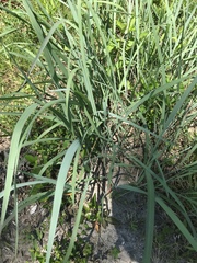 Sorghastrum