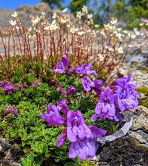 Penstemon davidsonii davidsonii