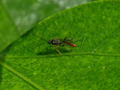 Campopleginae