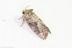 Acrolophus piger