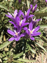 Brodiaea sierrae