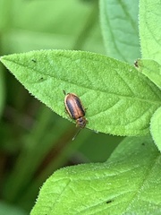 Galerucella calmariensis
