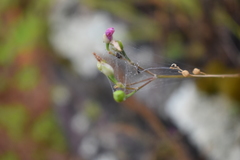 Phemeranthus rugospermus