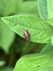 Galerucella calmariensis