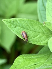 Galerucella calmariensis