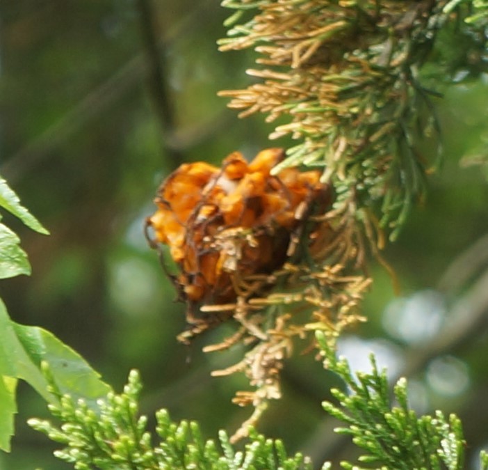 Gymnosporangium juniperi-virginianae image