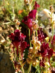 Linaria aeruginea