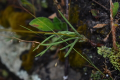 Phemeranthus rugospermus