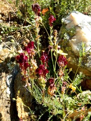 Linaria aeruginea