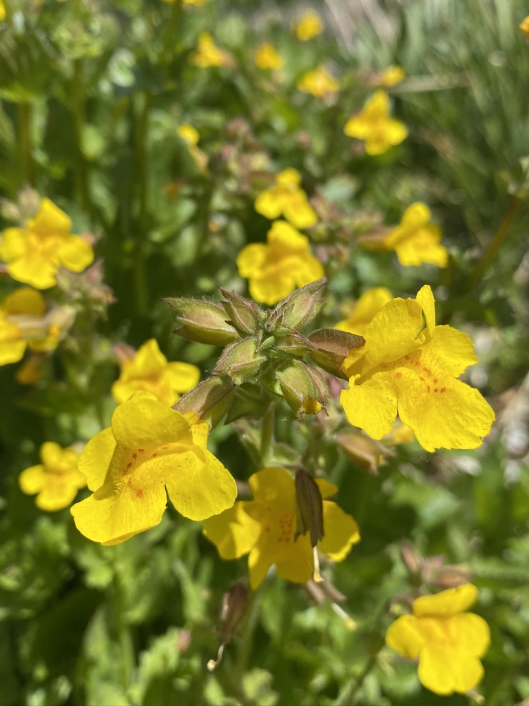 seep monkeyflower