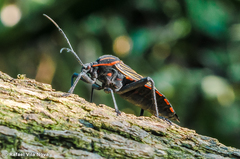 Pachylis pharaonis