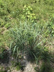 Sorghastrum