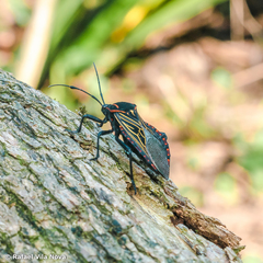 Pachylis pharaonis