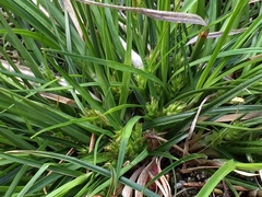 Carex tonsa rugosperma