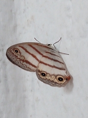 Euptychia