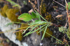 Phemeranthus rugospermus