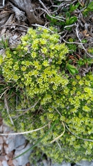 Cherleria sedoides