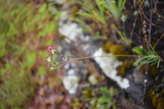 Phemeranthus rugospermus