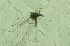 Ululodes macleayanus