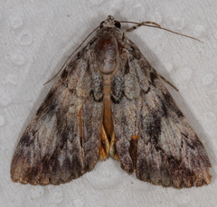 Catocala amica