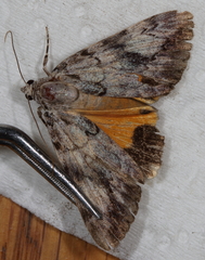 Catocala amica