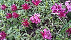 Daphne striata