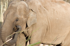 Elephantidae