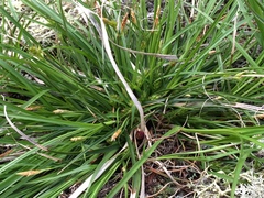 Carex tonsa rugosperma