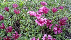 Daphne striata