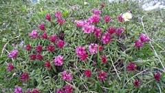 Daphne striata