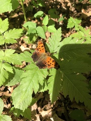 Polygonia comma