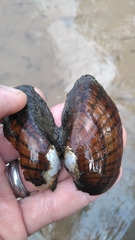 Hamiota subangulata