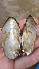 Hamiota subangulata
