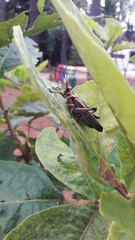 Chromacris nuptialis