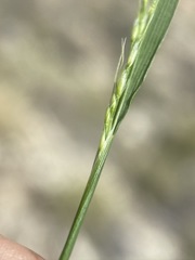 Piptatheropsis micrantha