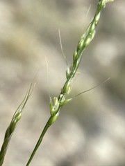 Piptatheropsis micrantha