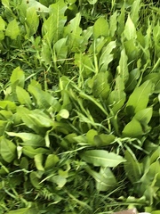 Wyethia amplexicaulis