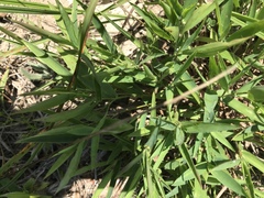 Dichanthelium strigosum