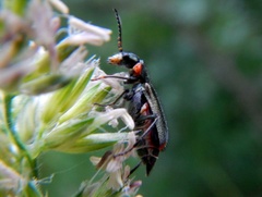 Malachius lusitanicus